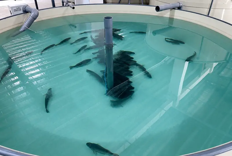Cold-water aquaculture tanks