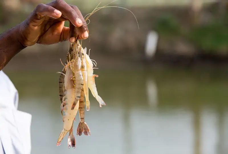 Shrimp and crustacean farming tanks