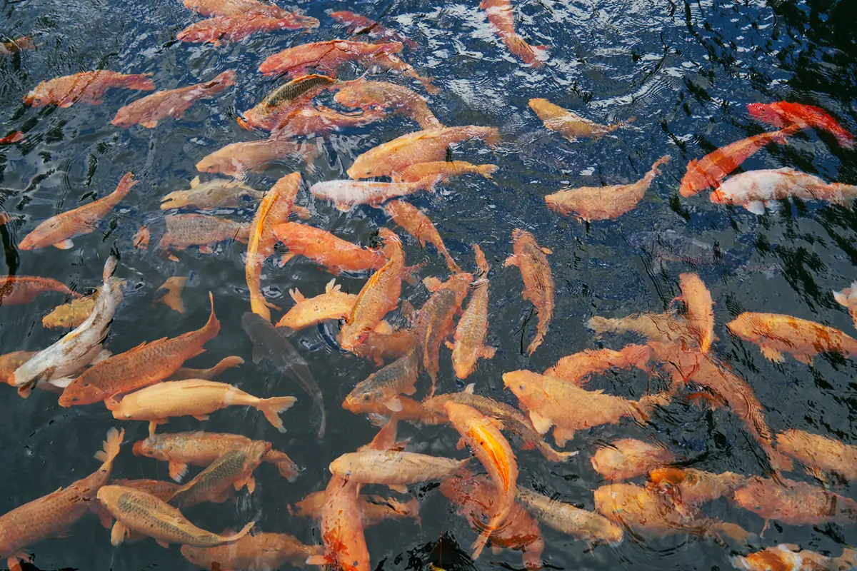 Freshwater fish farming degassing tower