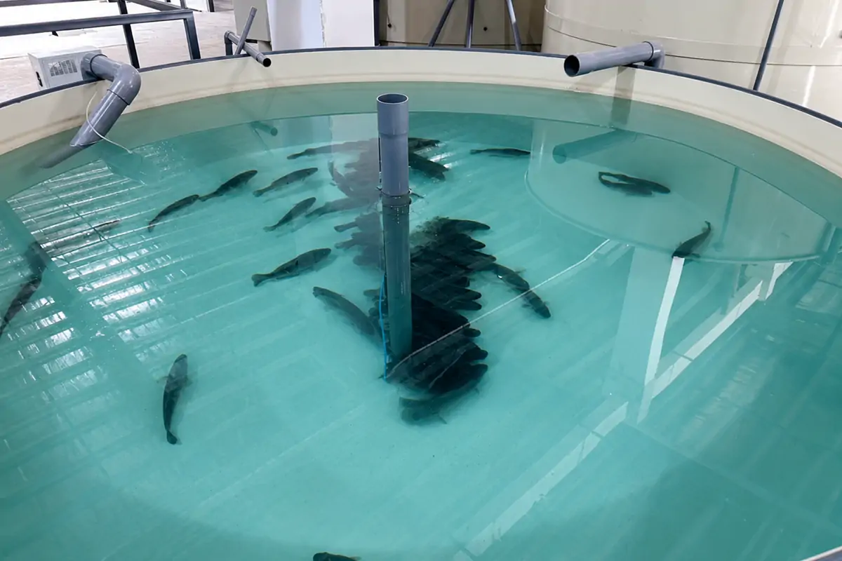 Seafood holding systems degassing tower