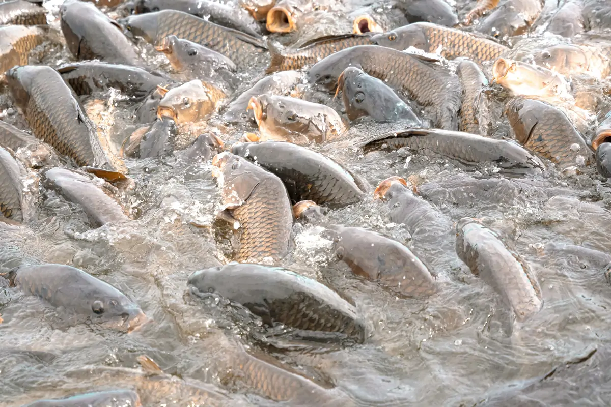 Biological filtration for commercial fish farming