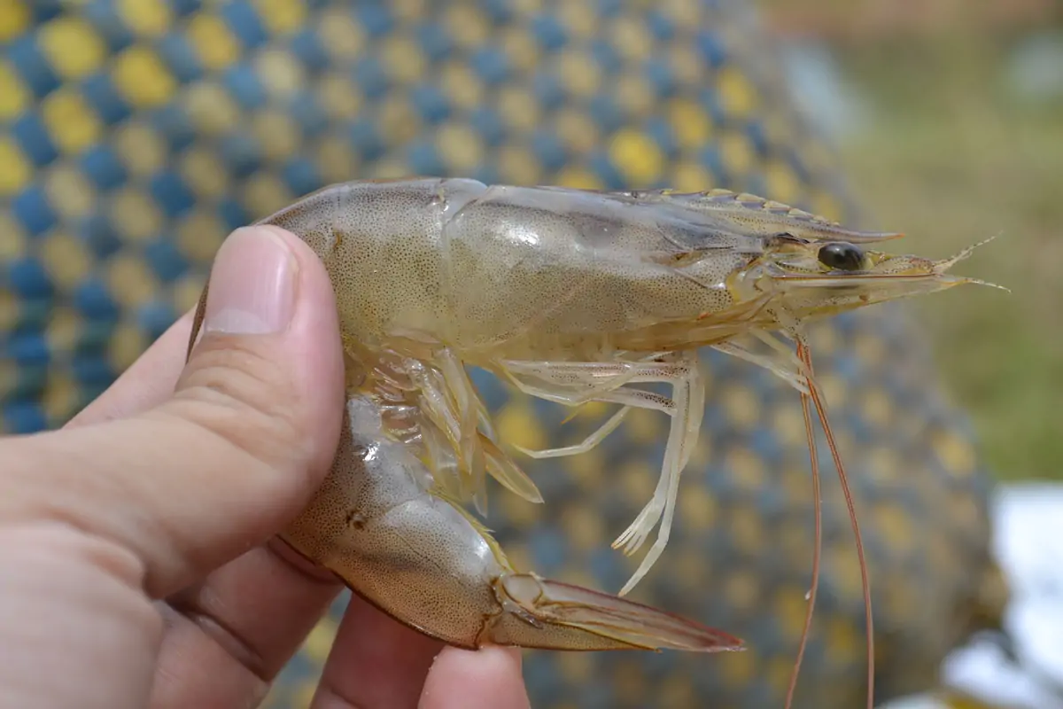 Shrimp RAS biological treatment