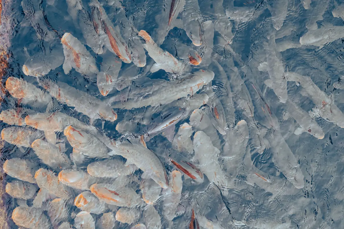 UV sterilization for commercial RAS fish farming