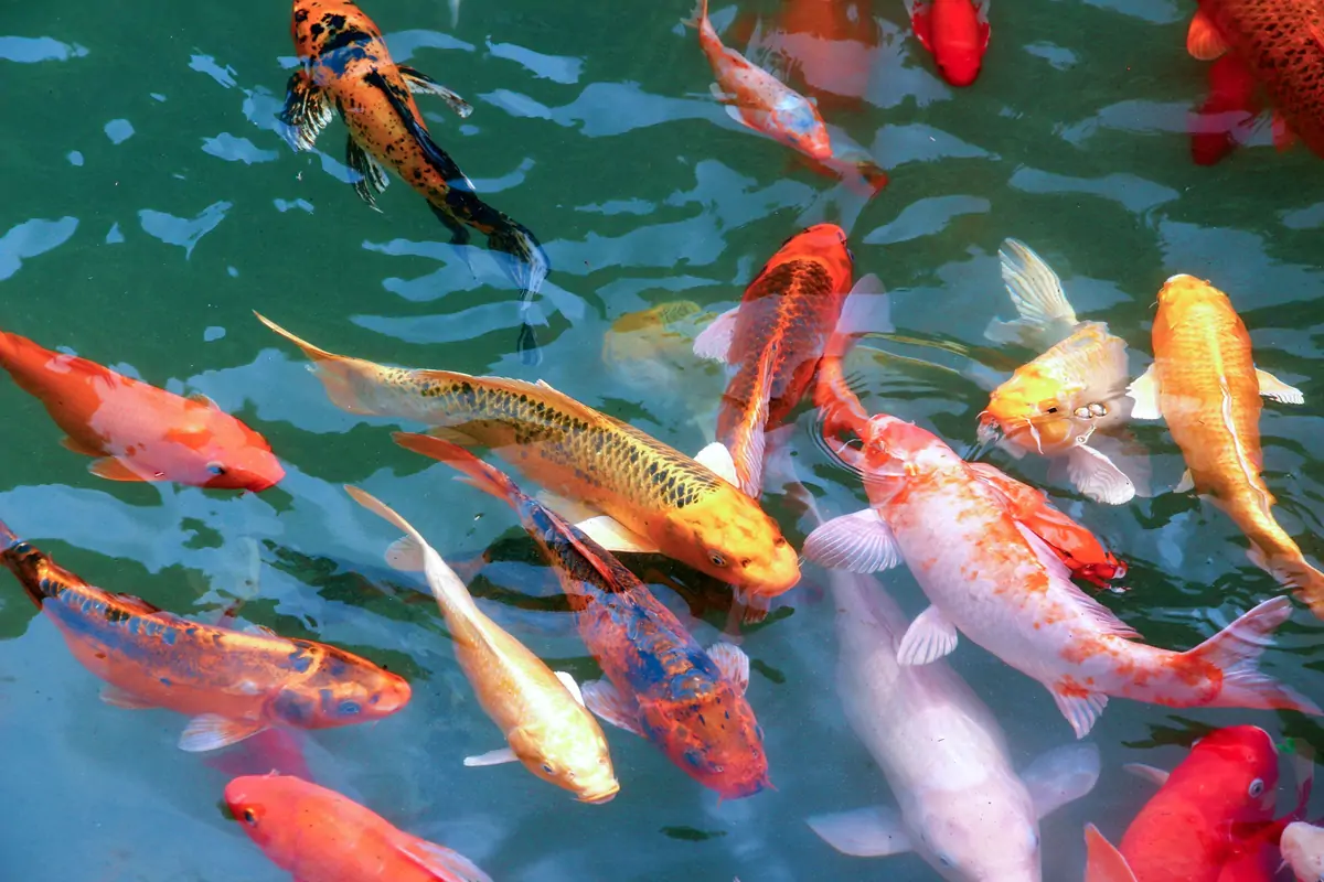 UV sterilization for freshwater aquaculture