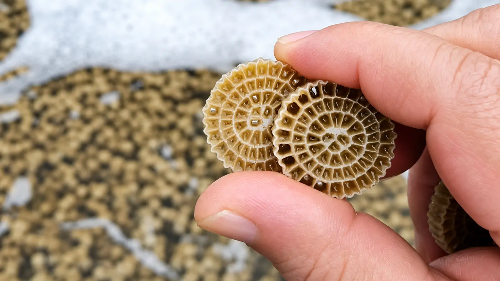 What-Happens-Inside-the-Biofilm