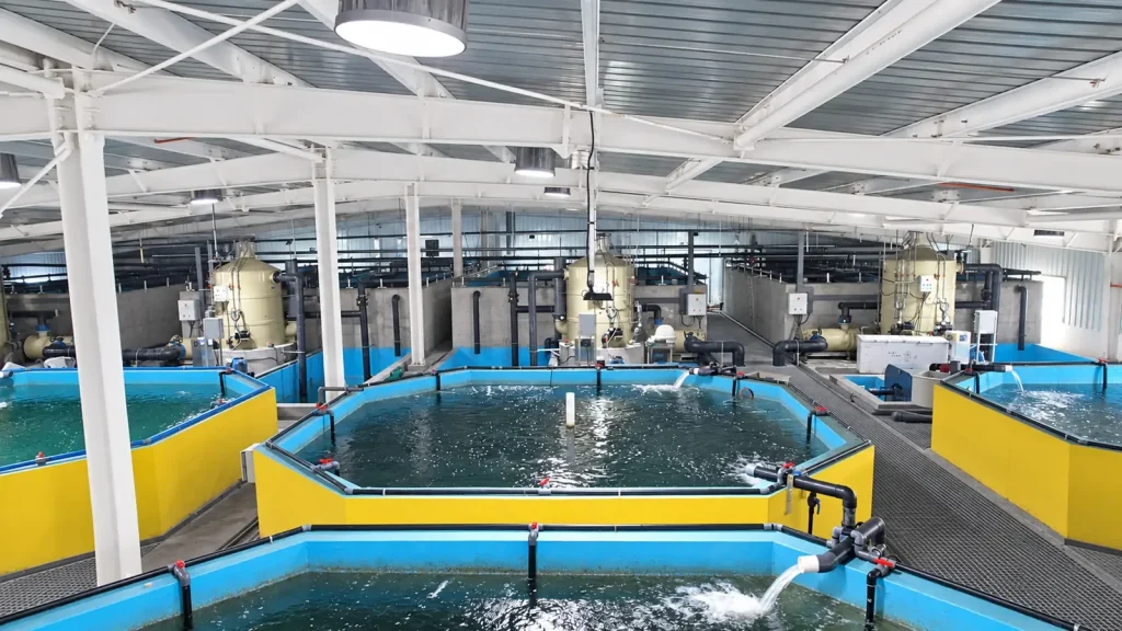 Blue-lined culture tanks with yellow outer walls inside a steel-framed building.