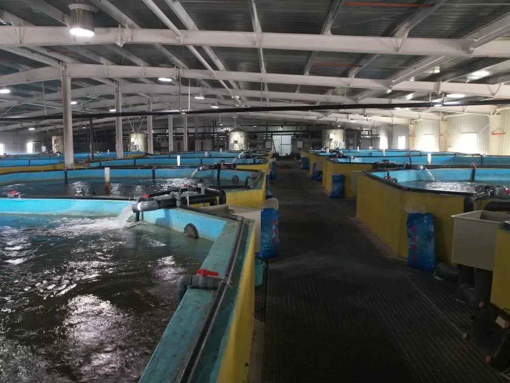 Rows of blue-lined tanks with water beside a grated walkway.