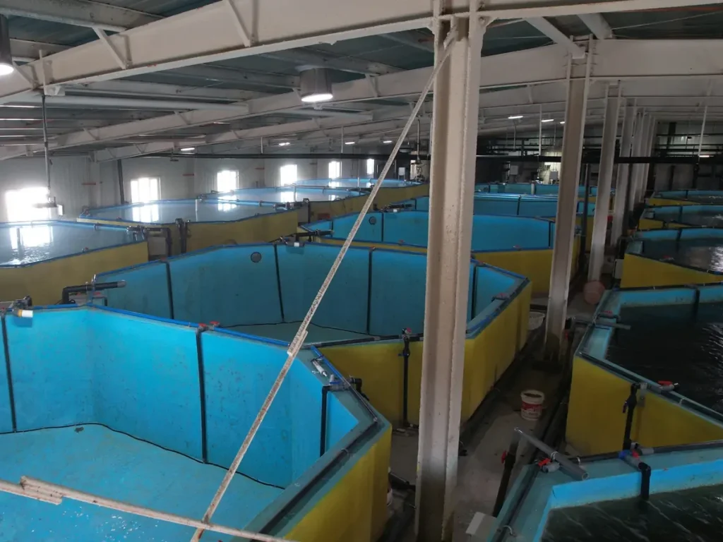 Blue tank liners, yellow tank walls and gray walkways inside the culture hall.