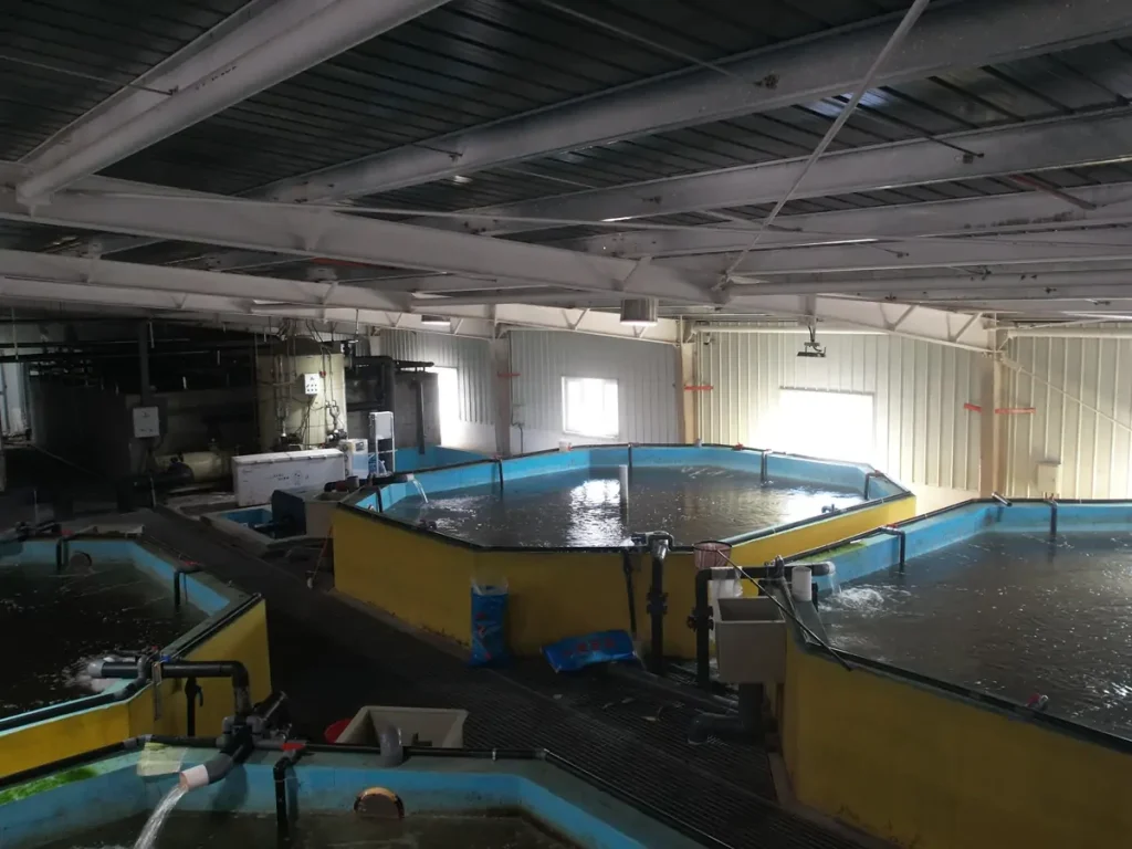 Water-filled blue-lined tanks with yellow walls, pipework and grated walkways inside the hall.