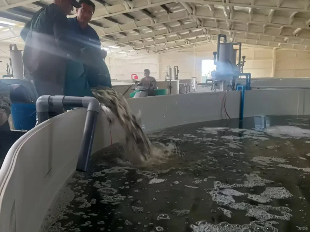 Workers releasing fish into a water-filled circular tank.