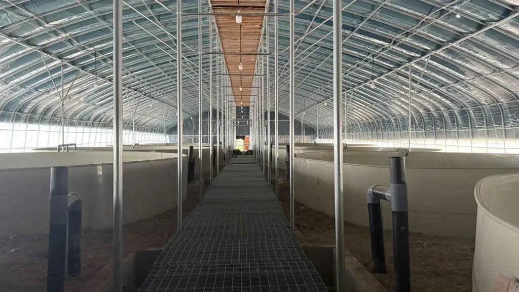 Rows of circular shrimp culture tanks beside a grated walkway inside the Wujiaqu facility.