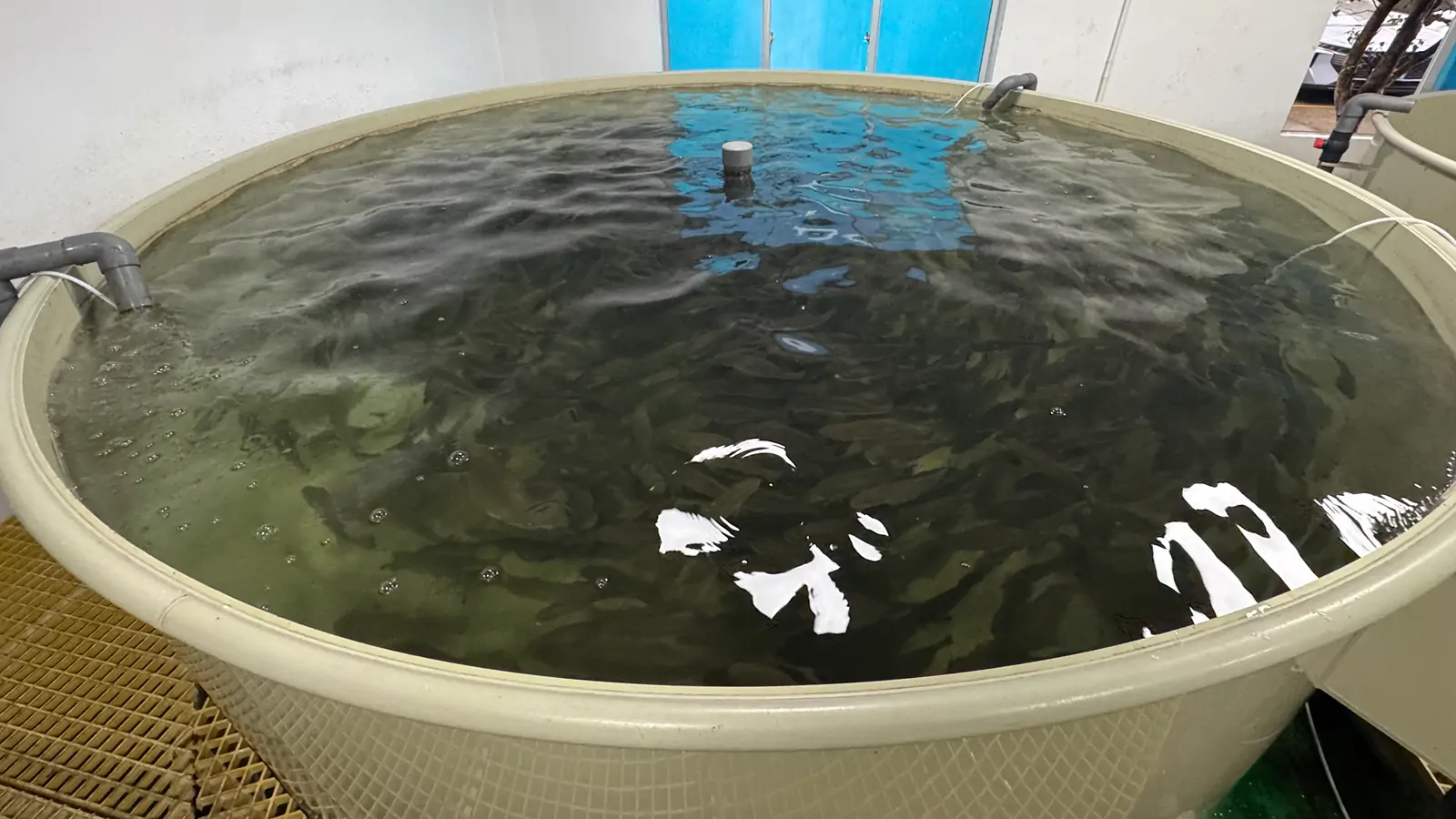 A large number of fish in a PP aquaculture tank