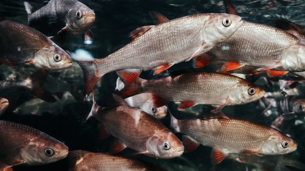 Fish in a recirculating aquaculture system continually release CO₂ into the water