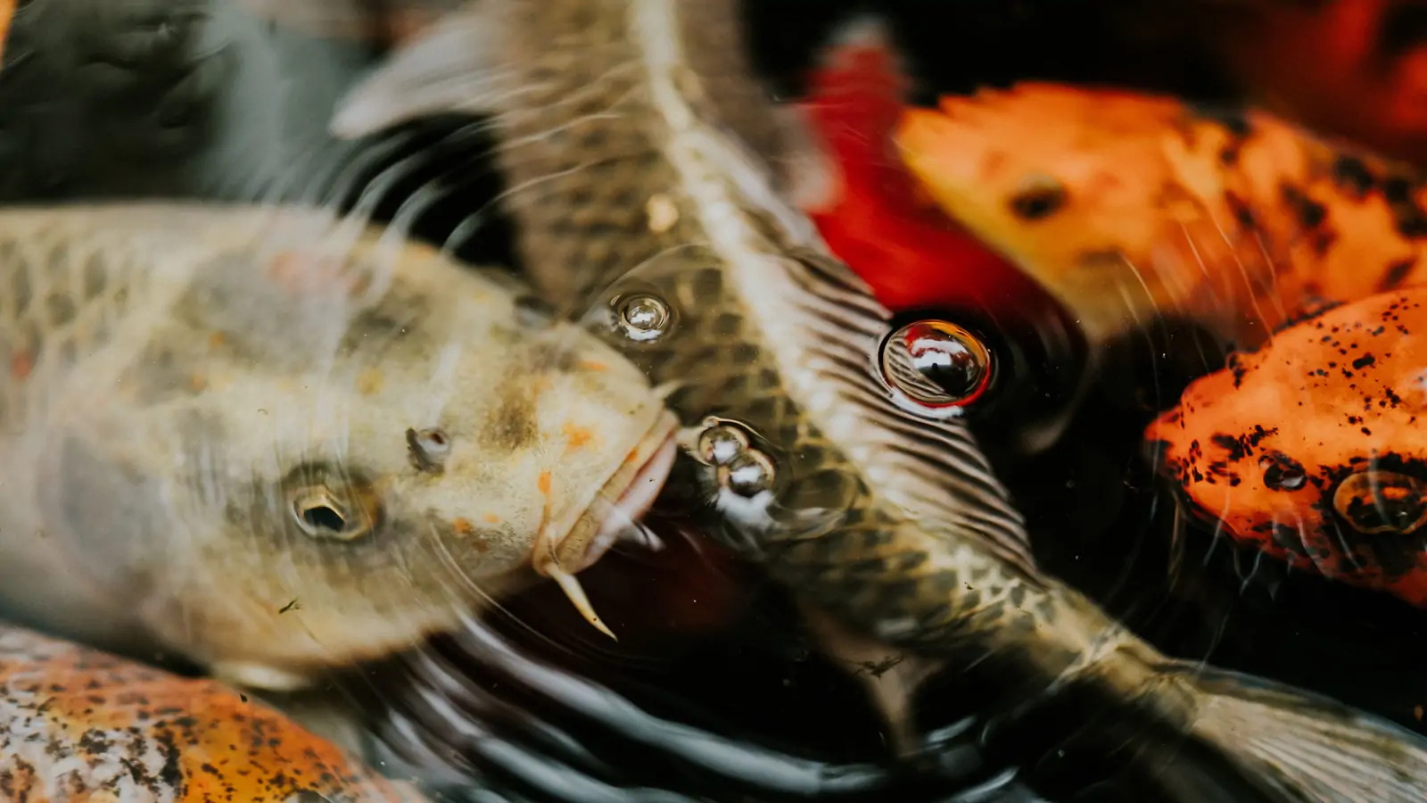 Fish release CO₂ into the water through their gills