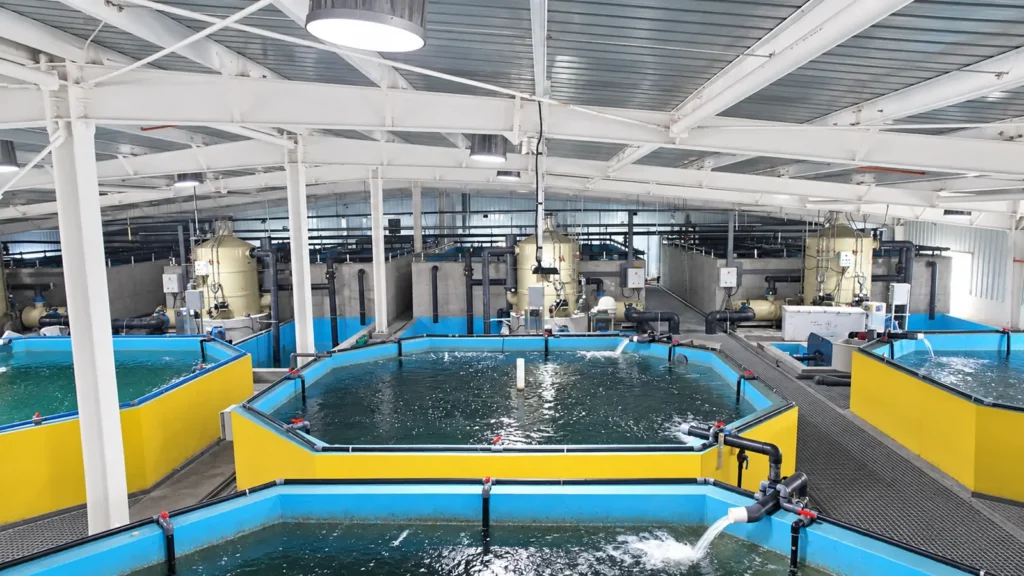 Protein skimmer and drum filter in a RAS water-treatment system